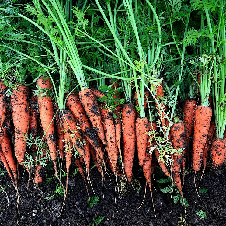 vegetable09