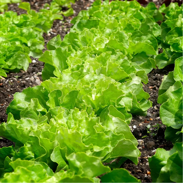 vegetable11