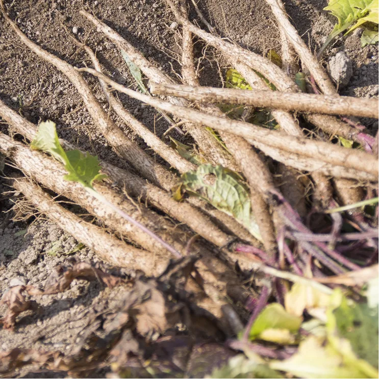 vegetable12