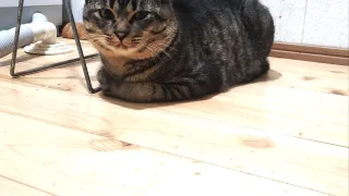 猫は知らない。でも世界はそれでできている話
